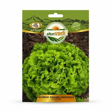 Altınvadi Arapsaçı Marul Tohumu (Kıvırcık)