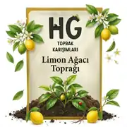 Limon