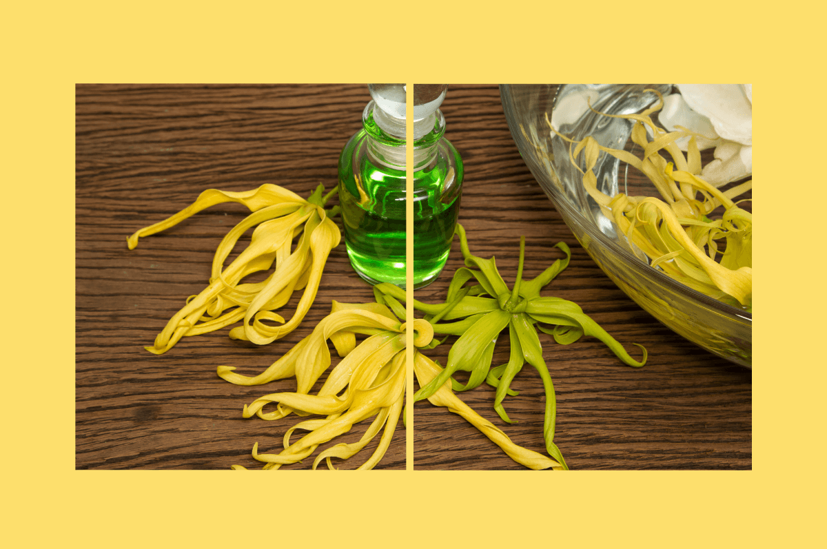 Ylang Ylang Yağının Faydaları - Ylang Ylang Cilde Faydaları
