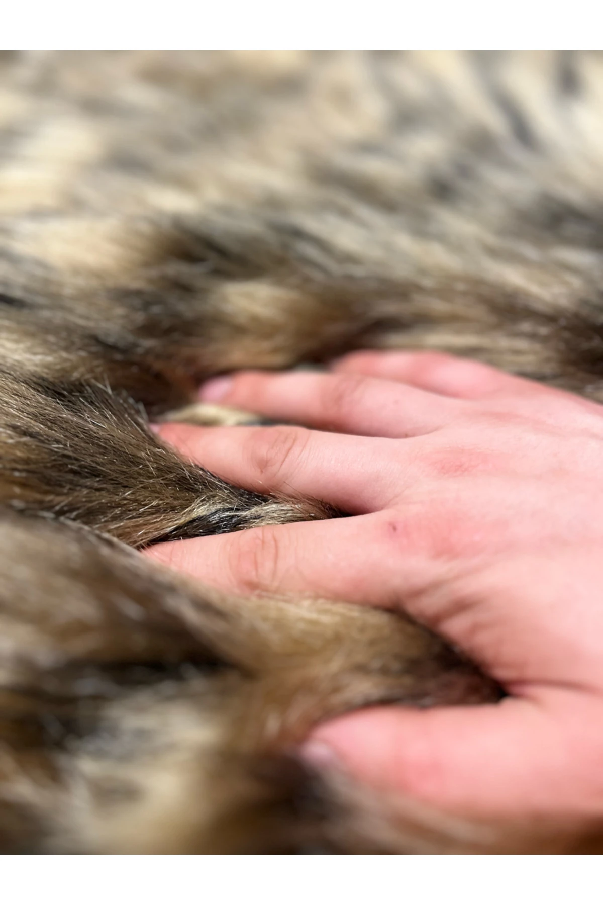 Tiger Süet Taban, Yumuşacık, Yıkanabilir Lüks Kaplan Çift Kafa Yumuşacık Kürk Halı Kuzu Post 80x150