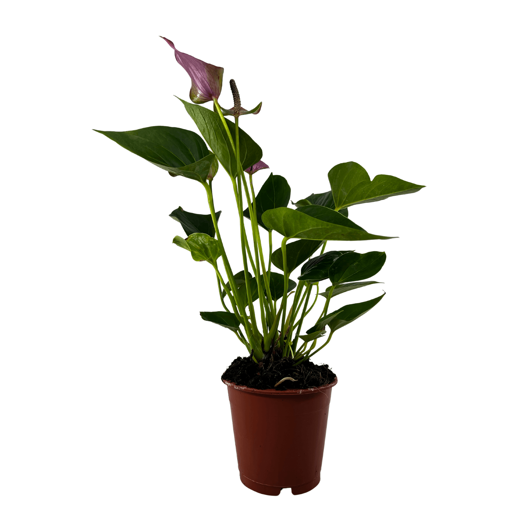 Mor Antoryum - Medium (Flamingo Çiçeği - Anthurium)