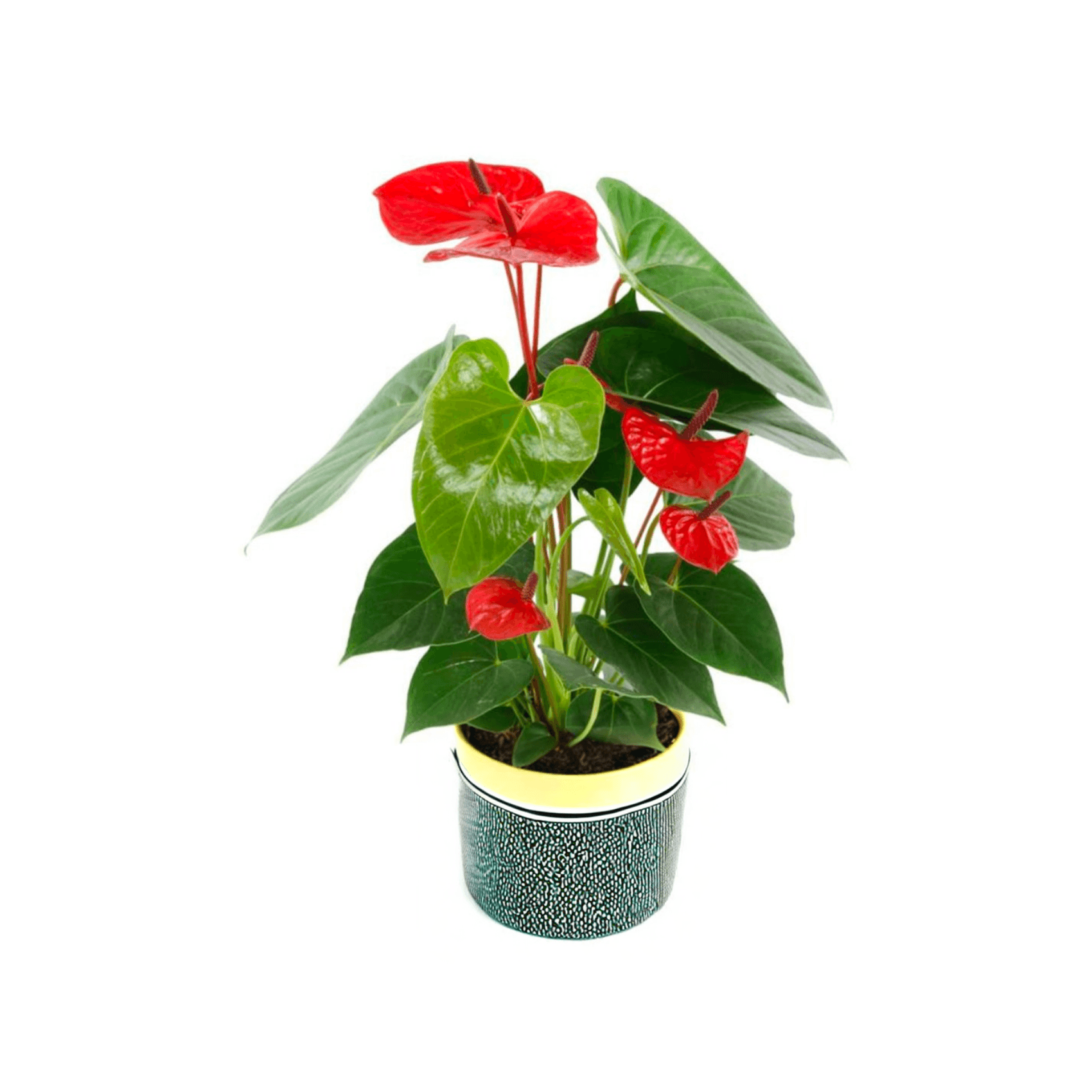 Kırmızı Antoryum - Medium (Flamingo Çiçeği - Anthurium)