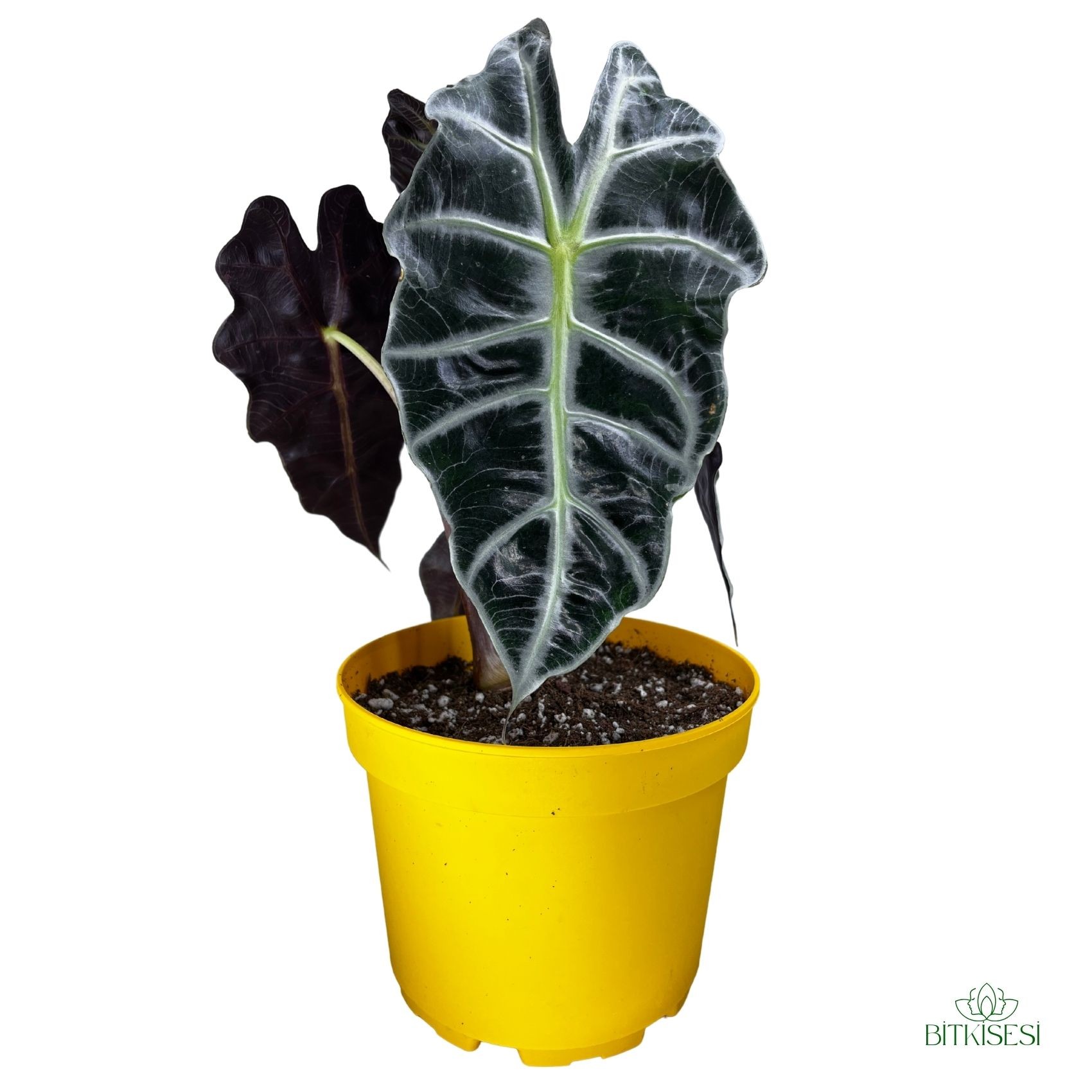 Fil Kulağı (Alocasia Amazonica Polly)