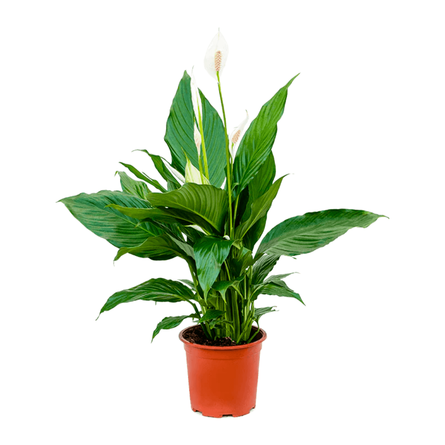 Yelken Çiçeği - Mini (Spathiphyllum)