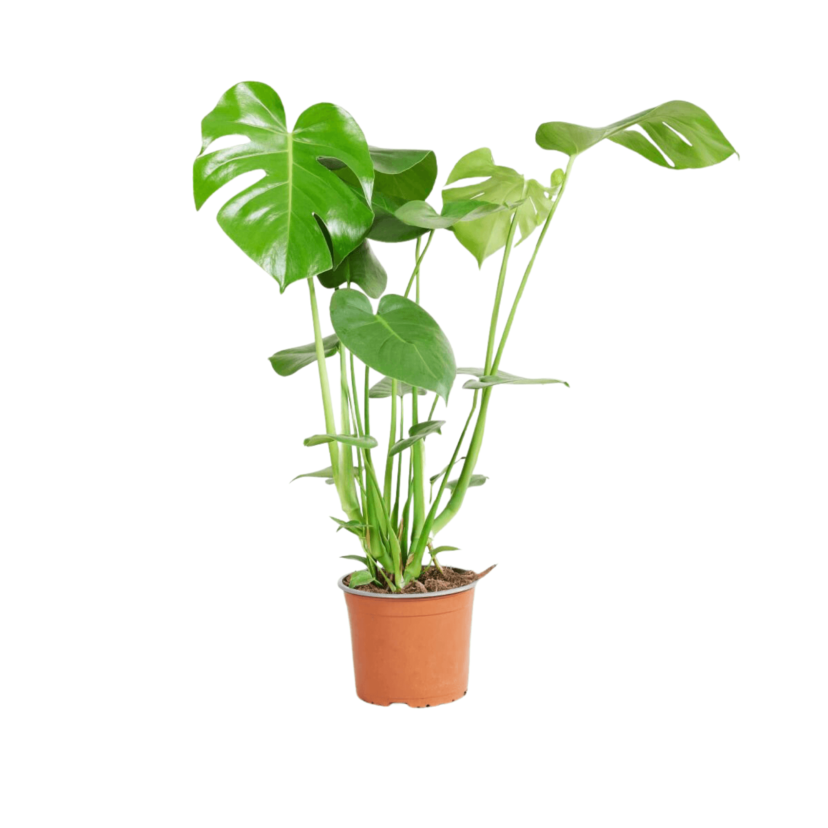 Deve Tabanı (Monstera Deliciosa)