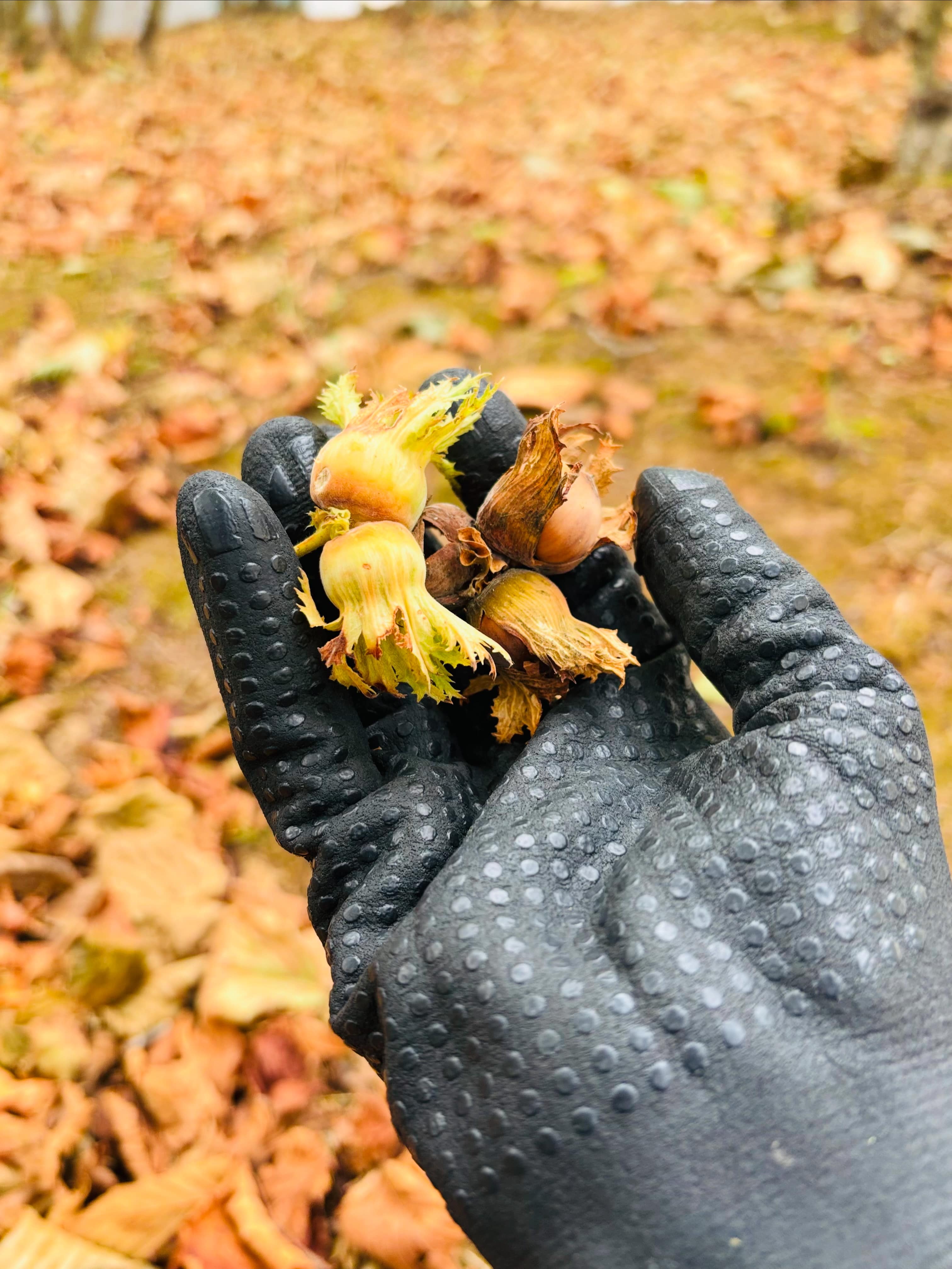 Nutwalk 1 KG Fındık – Özel Jüt Çuval + Fındık Kıracağı Hediyeli | Doğal & Premium Lezzet