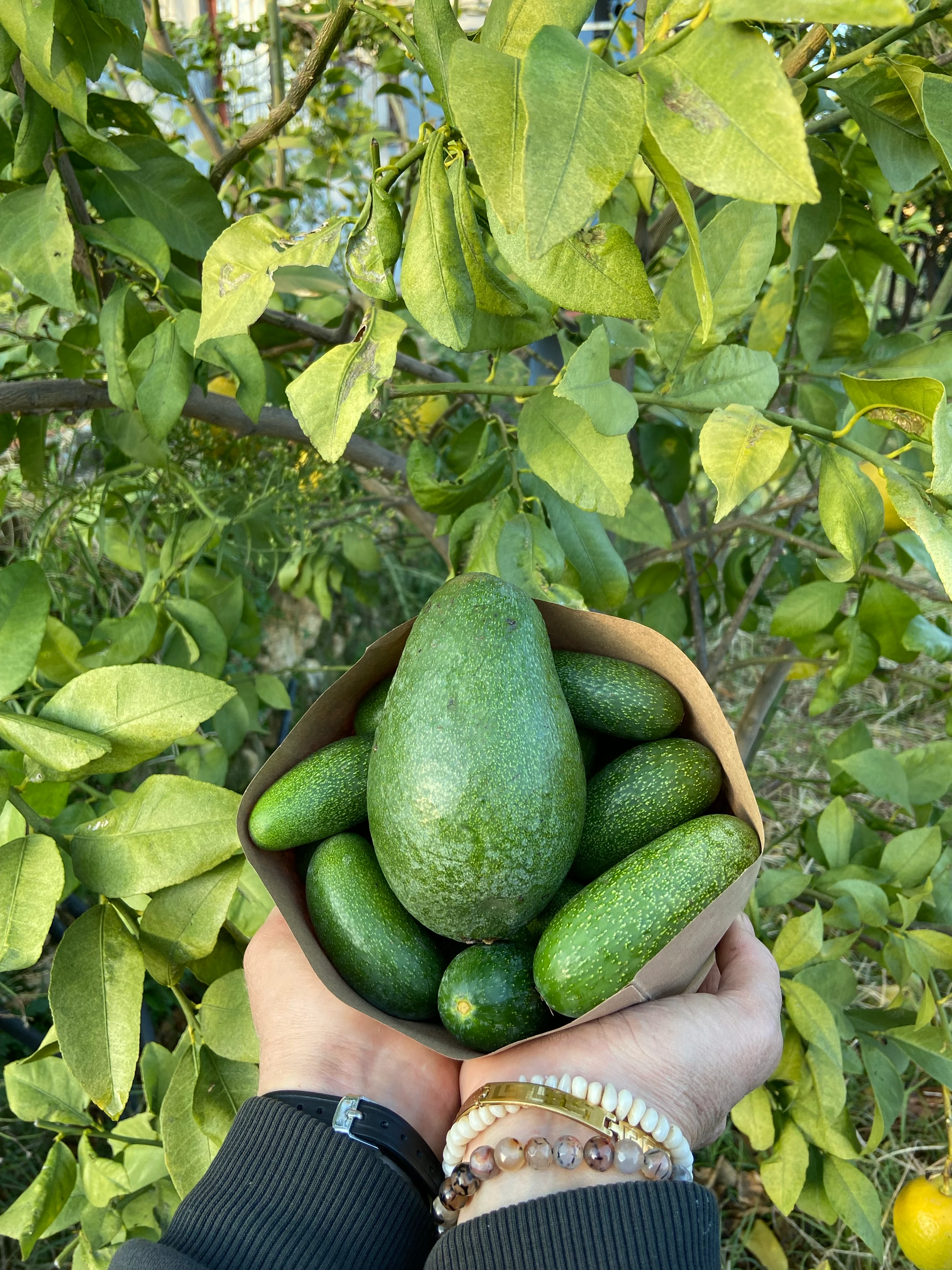 Baby Avokado - Normal Avokado Paket 