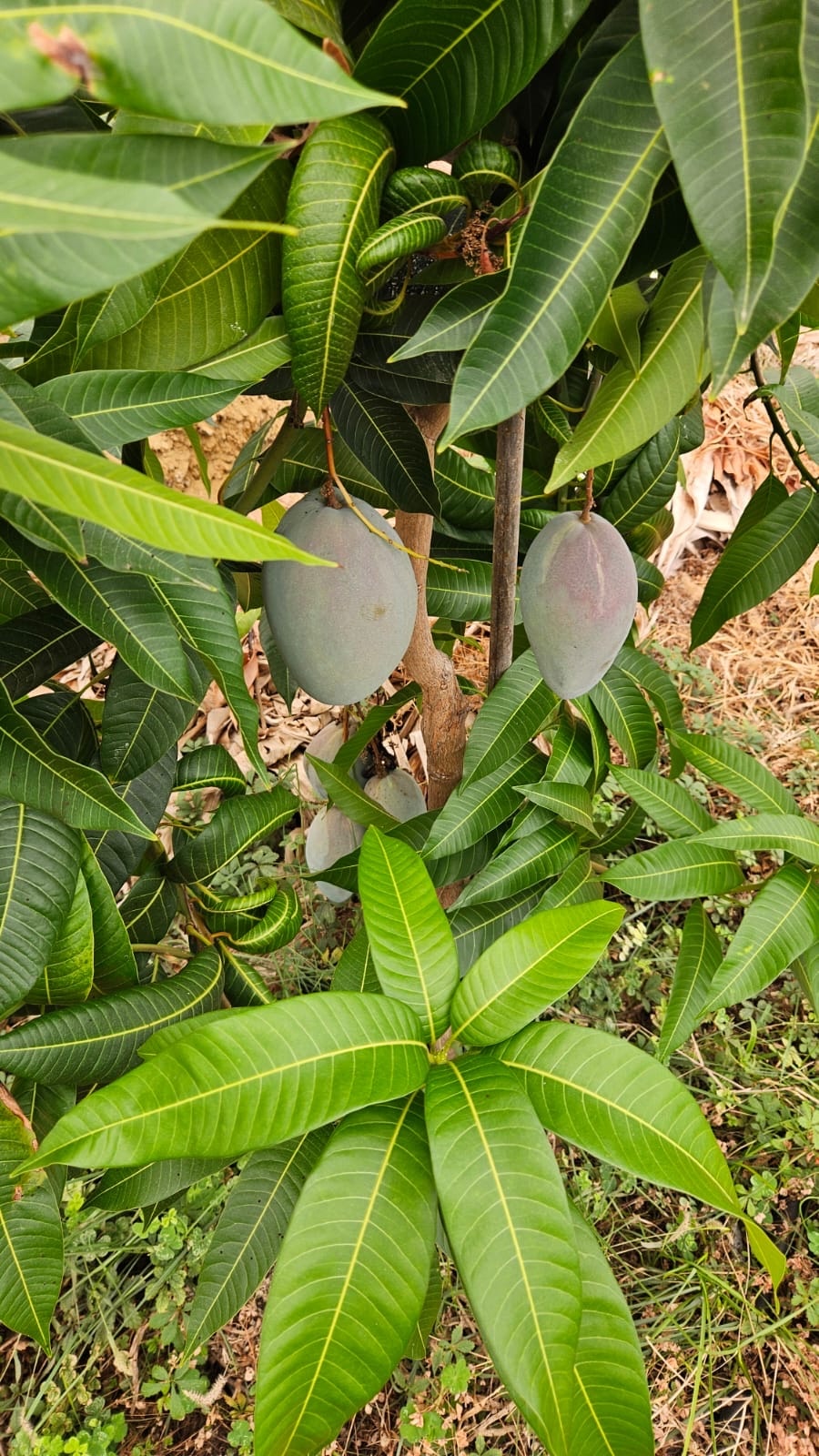 Mango Adet