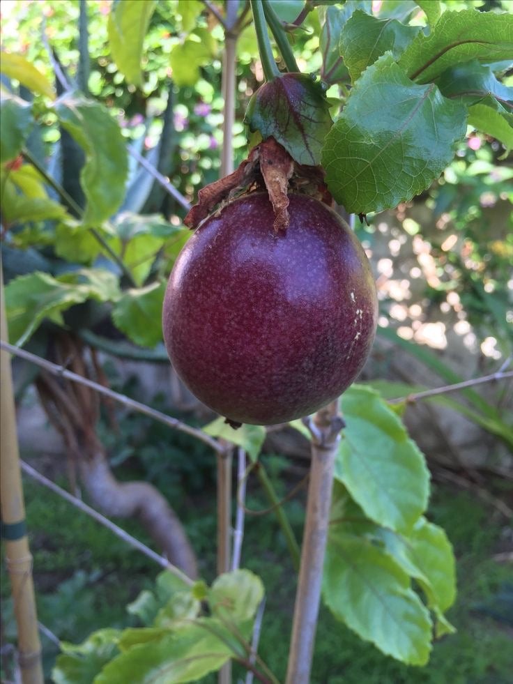 Passiflora Adet
