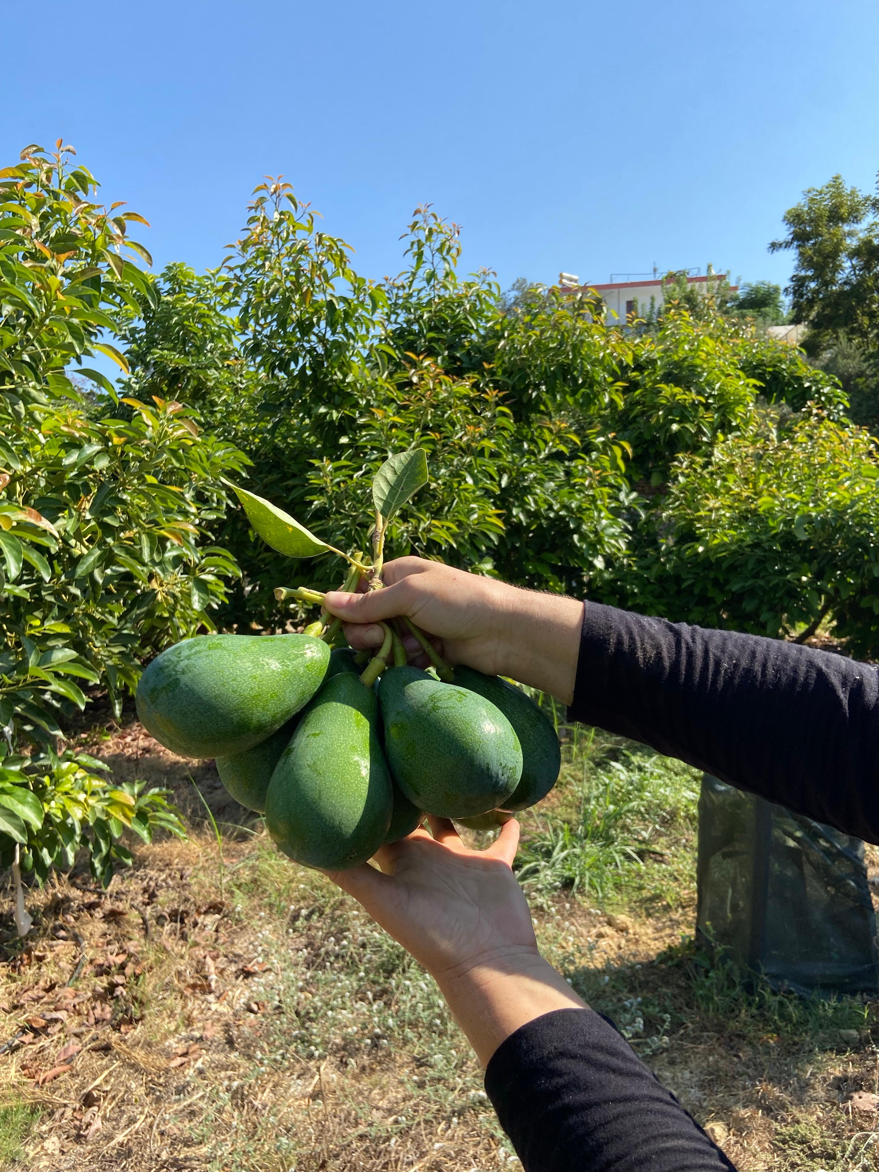 7 ‘ Li Avokado 