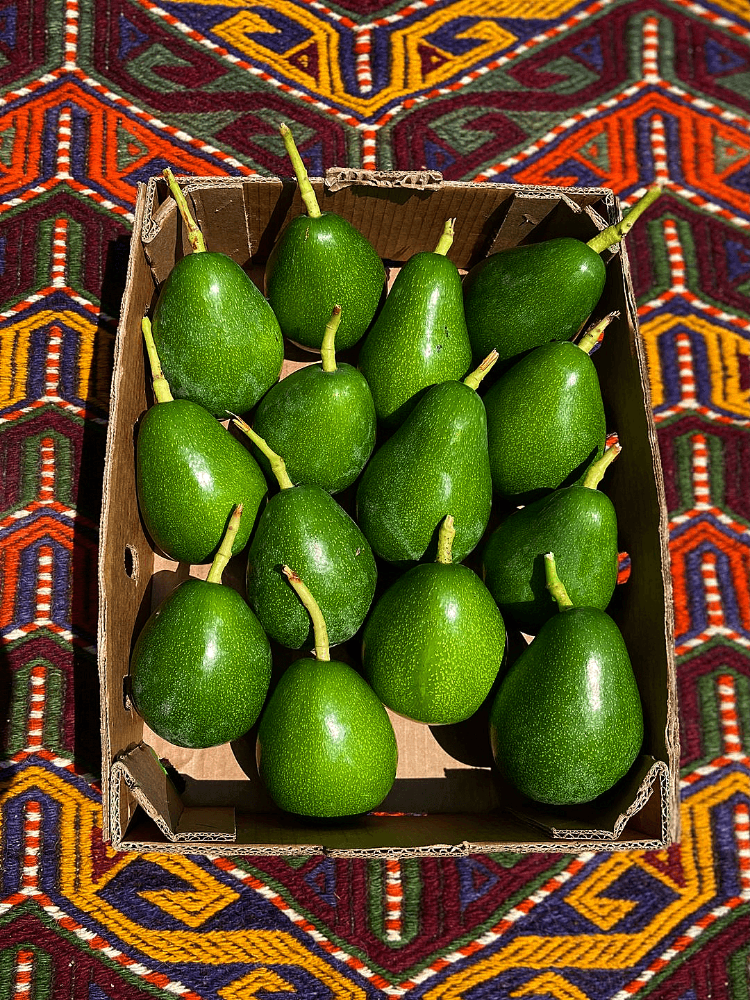 15'Li Clifton Avokado 