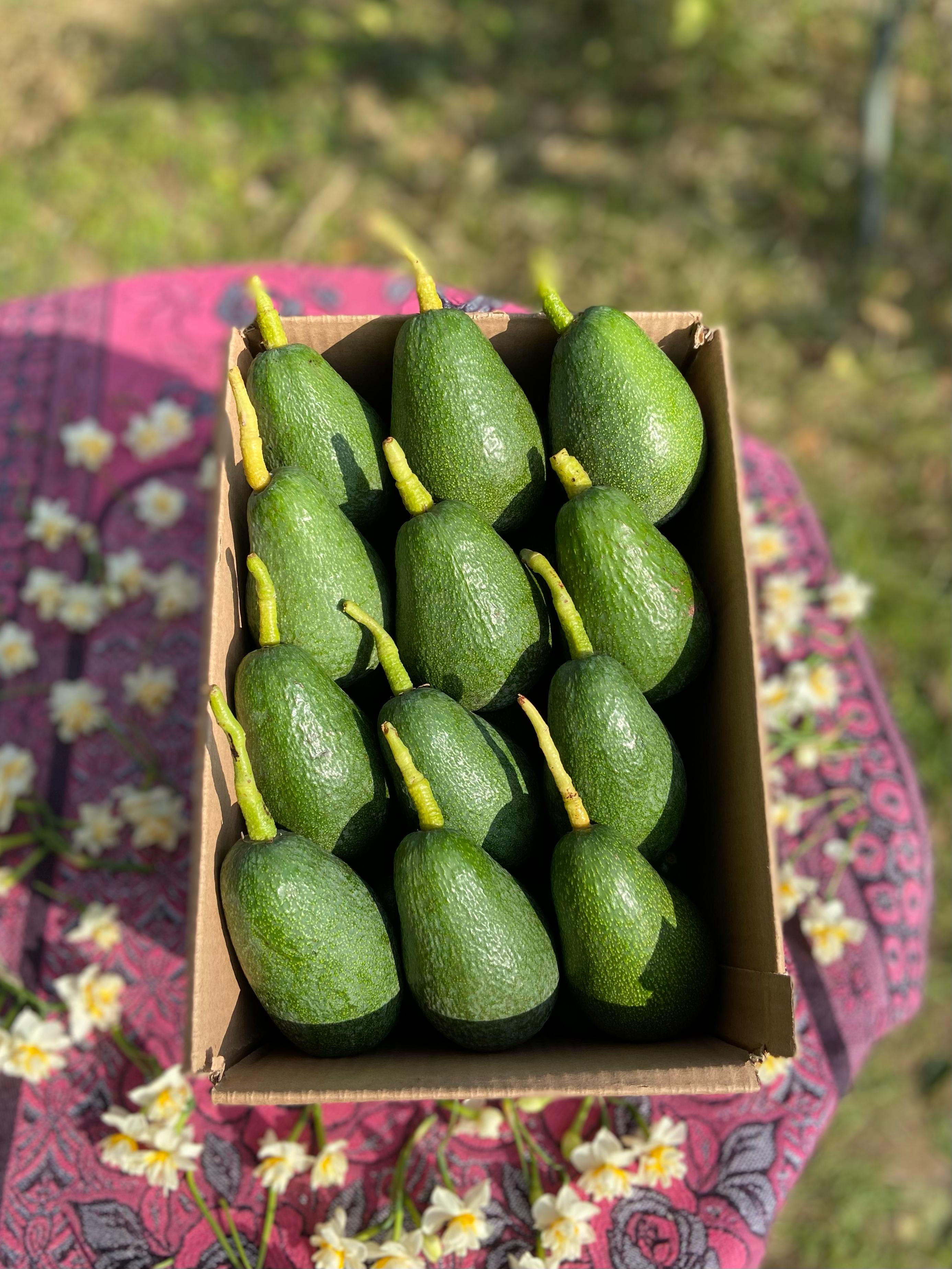 13'Lü Avokado Paket