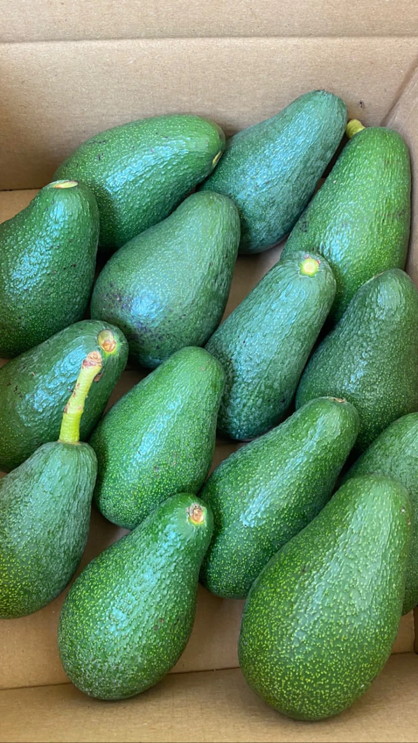20 'Lİ Avokado Paket