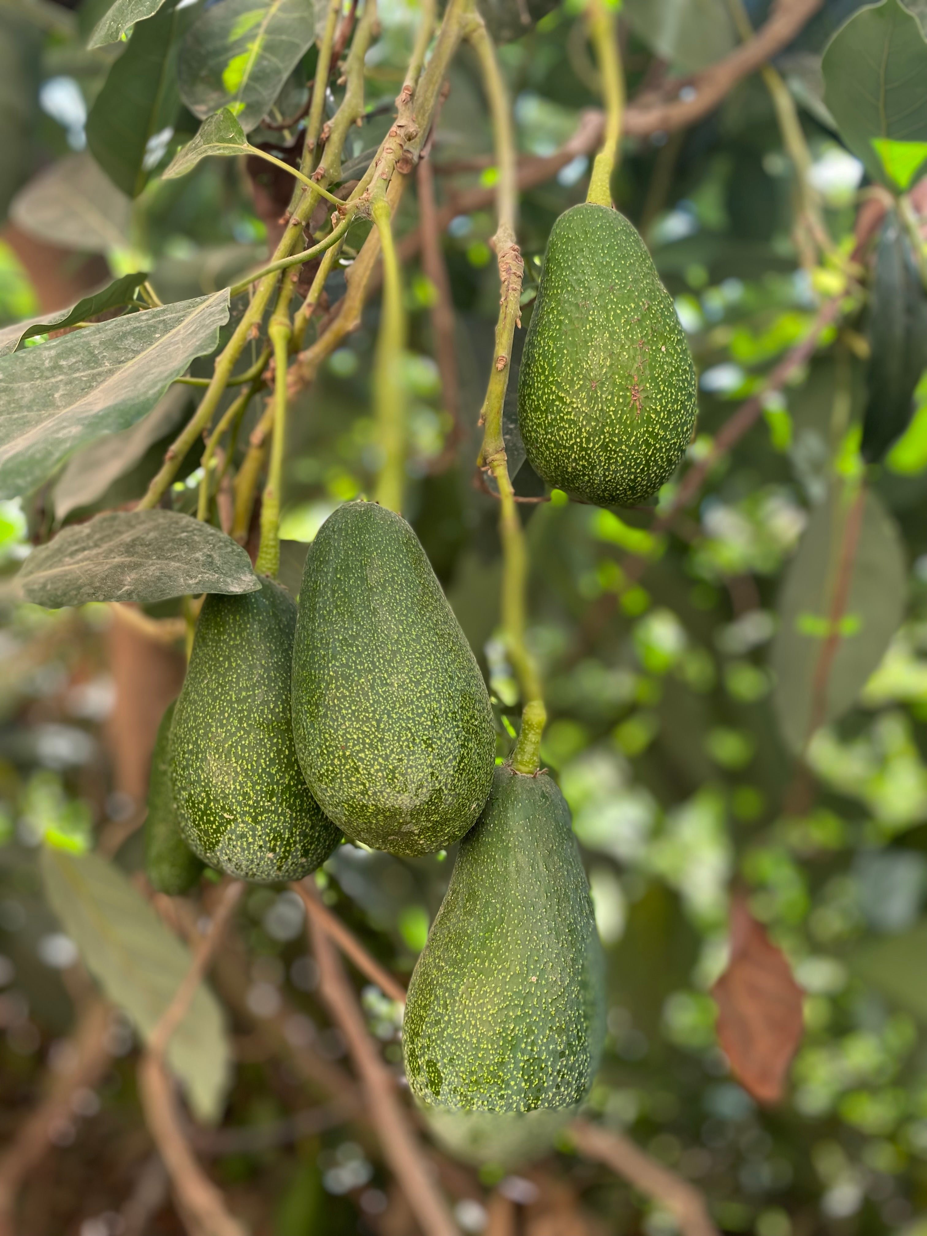 3 KG Avokado  (200 Gr Altı)