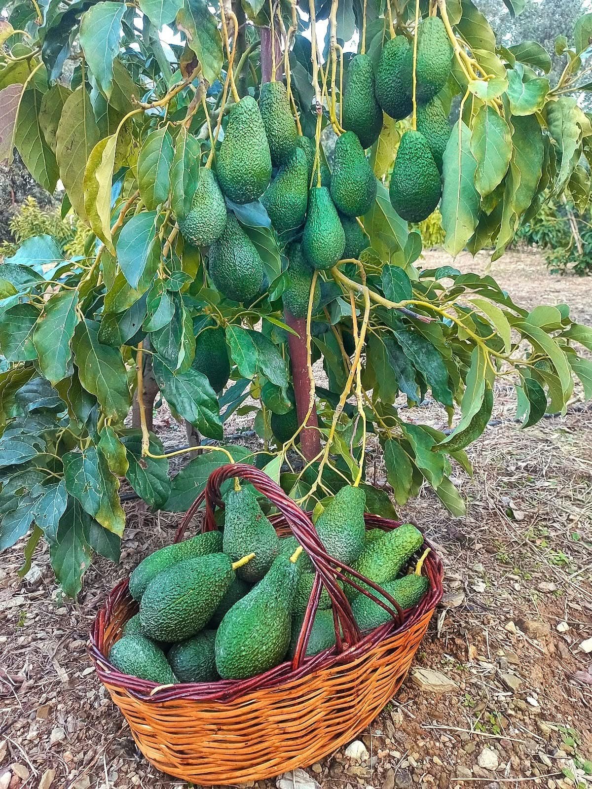 Pinkerton Avokado 15 Adet