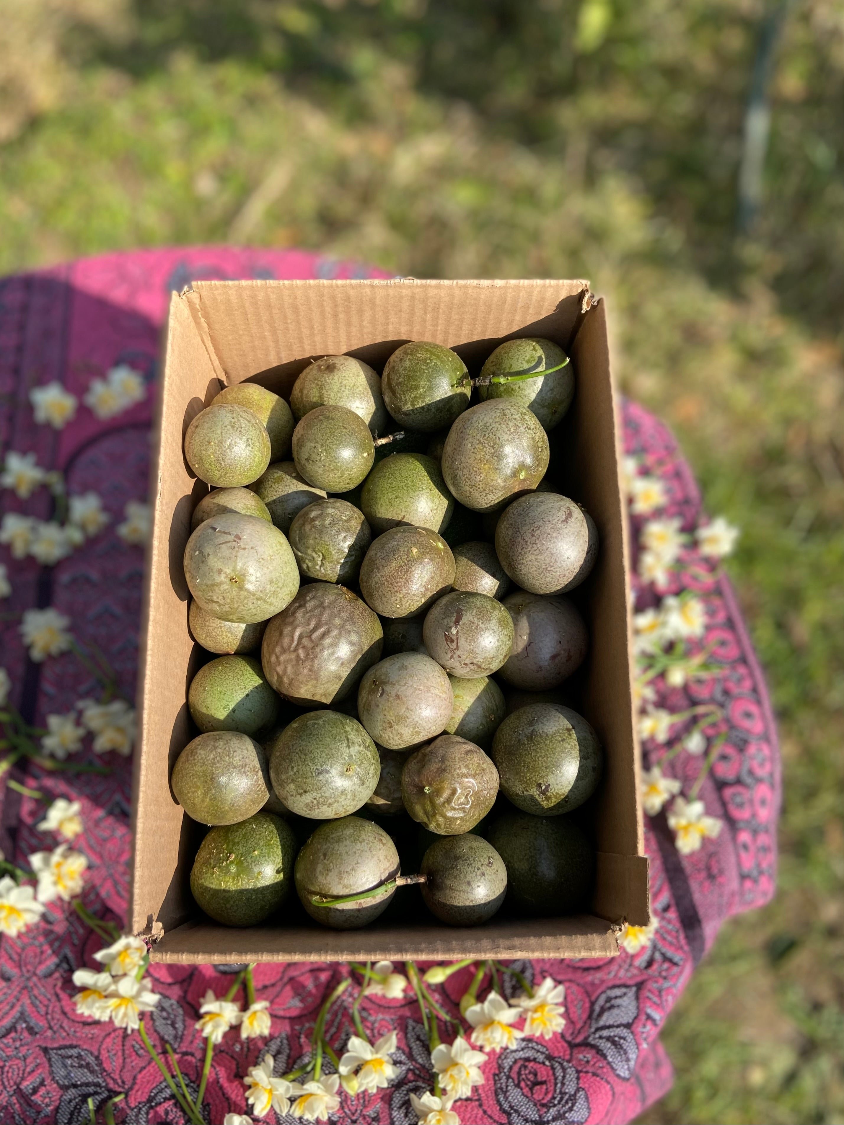 1 KG Çarkıfelek