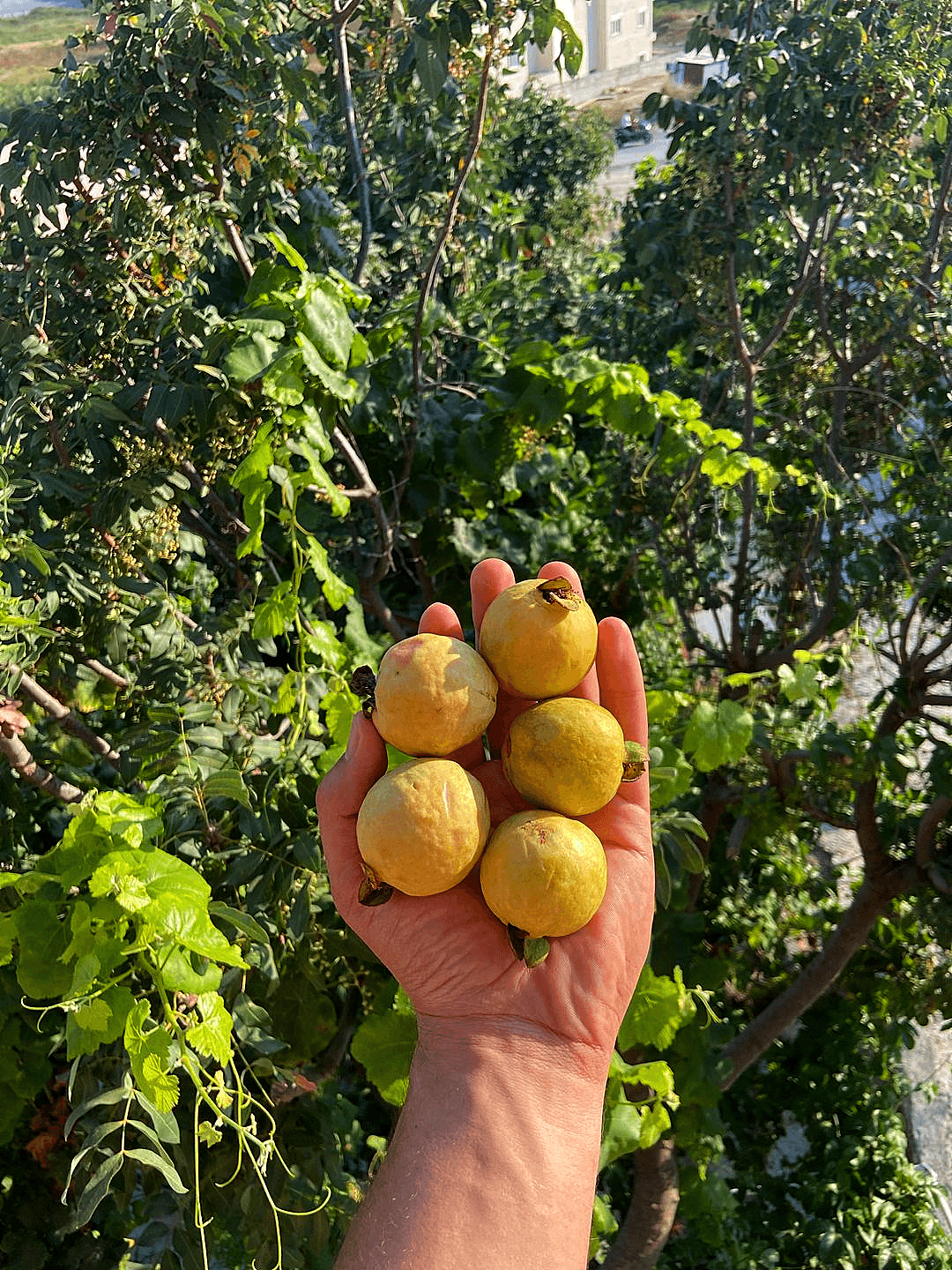 Guava 5’Li 