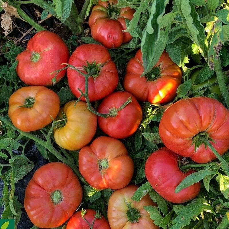 Köy Domatesi 1 KG
