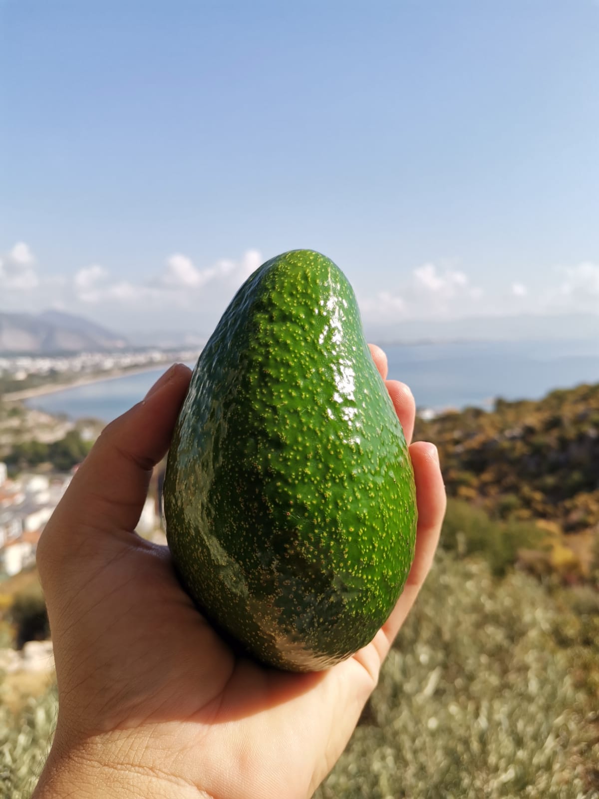 Avokado 5kg