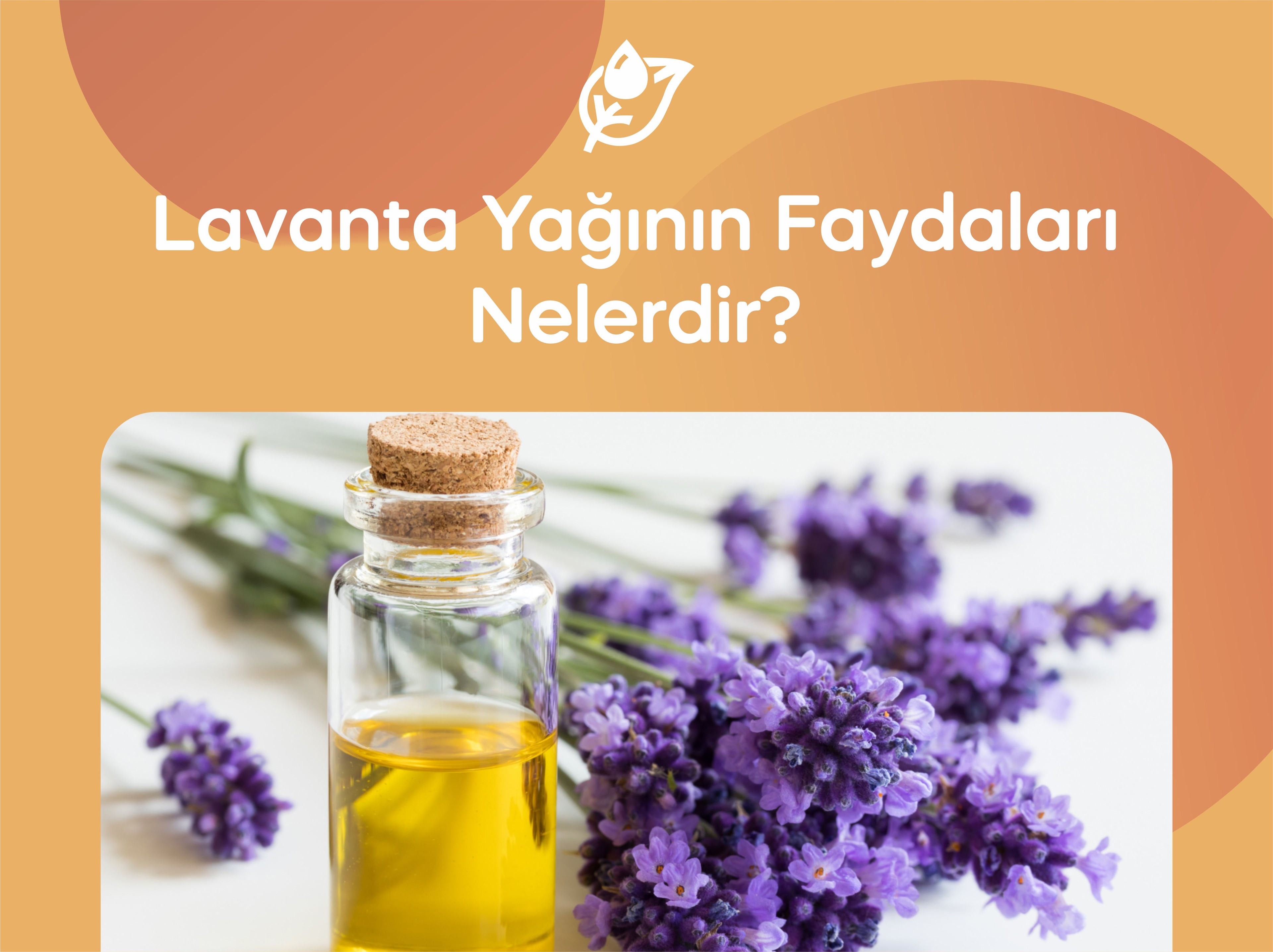 Lavanta Yağının Faydaları Nelerdir? 