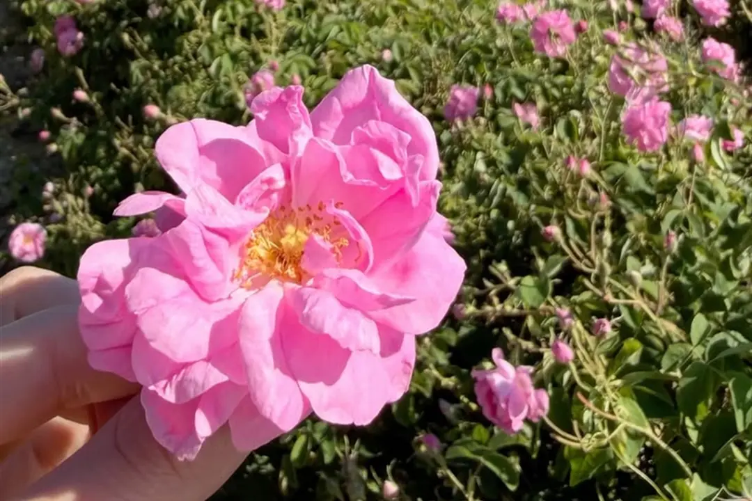 Gül bahçesinde elde tutulan pembe gül