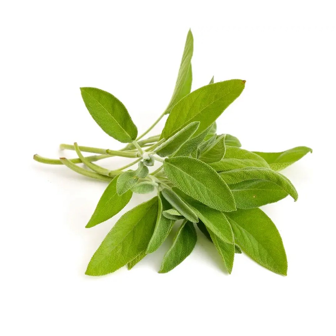 Salvia Officinalis