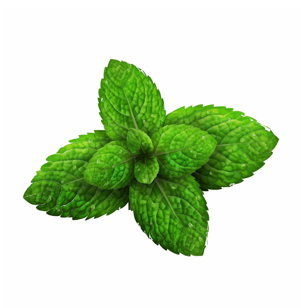 Mentha Piperita