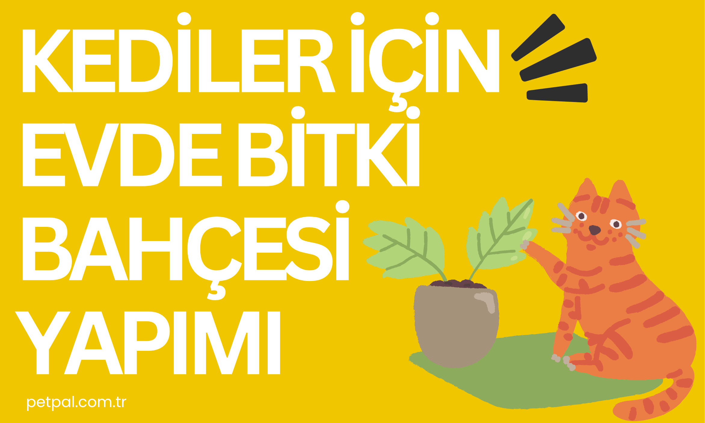 Kediler İçin Evde Bitki Bahçesi Yapımı 