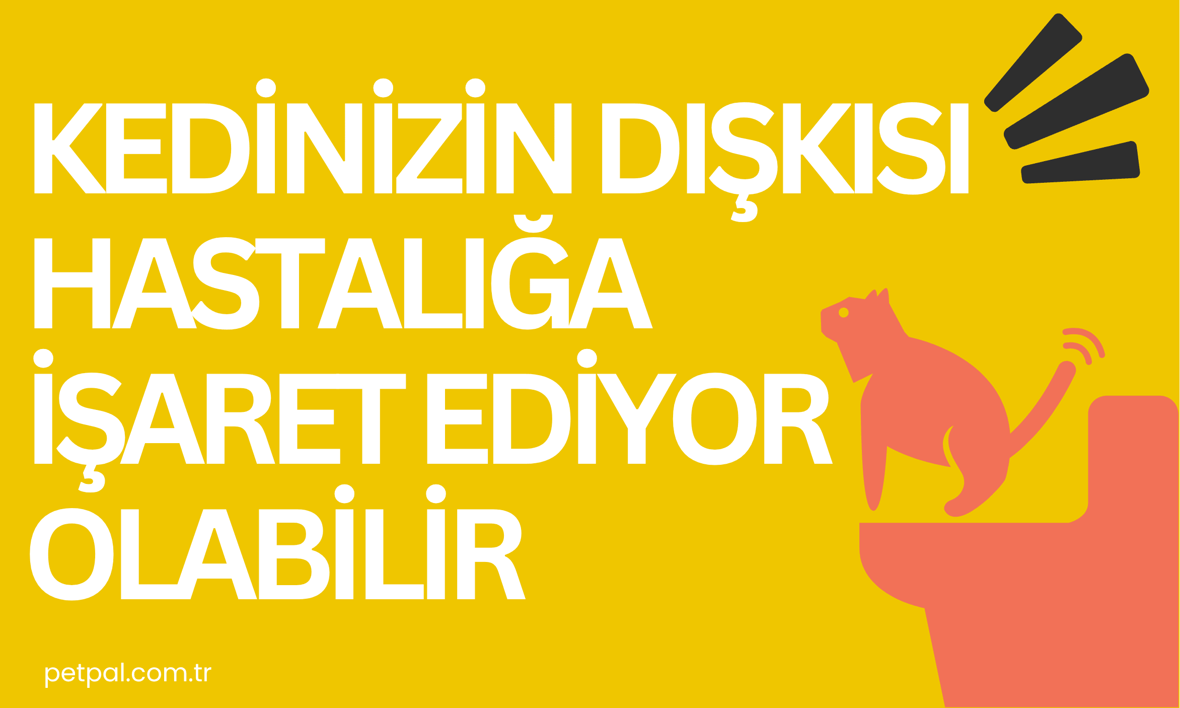 Kedinizin Dışkısı Hastalığa İşaret Ediyor Olabilir