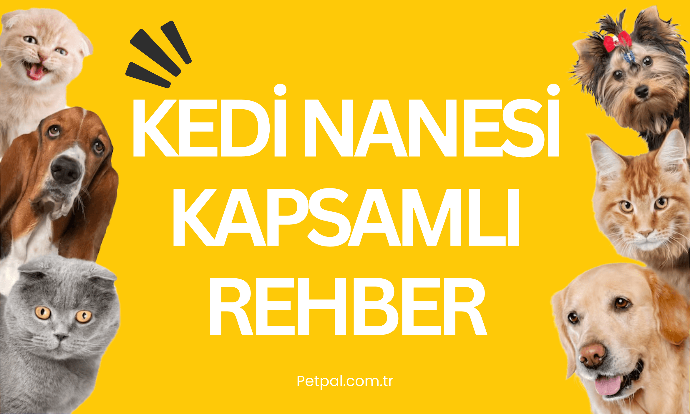 Kedi Nanesi Hakkında Kapsamlı Rehber 