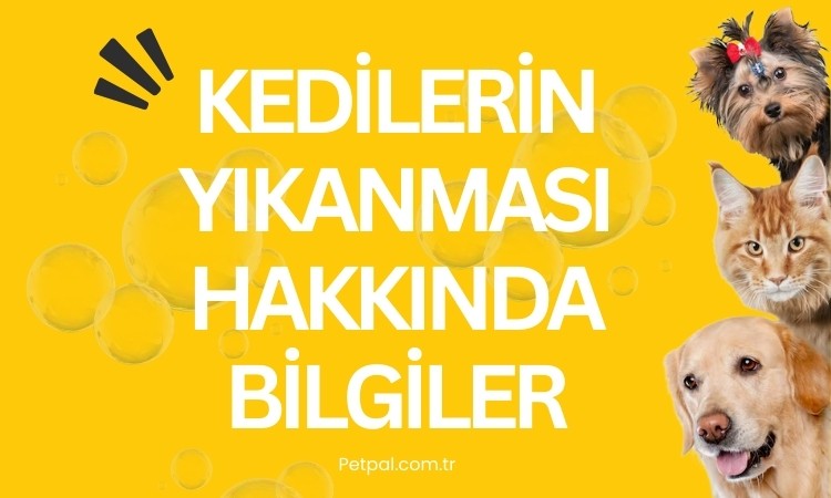 Kedilerin Yıkanması Hakkında Bilgiler
