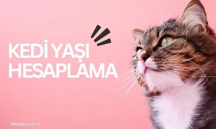 Kedi Yaşı Hesaplama 2025