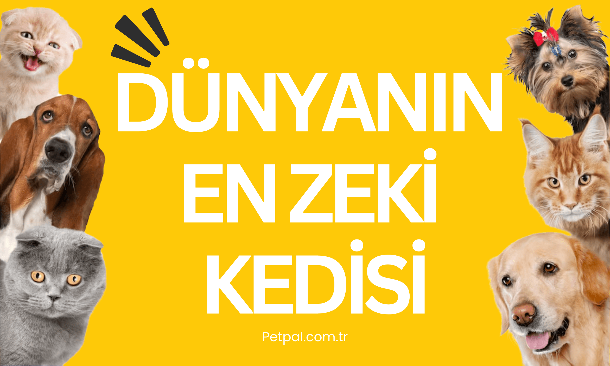 Dünyanın En Zeki Kedisi 