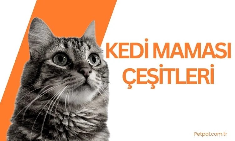 Kedi Maması Çeşitleri