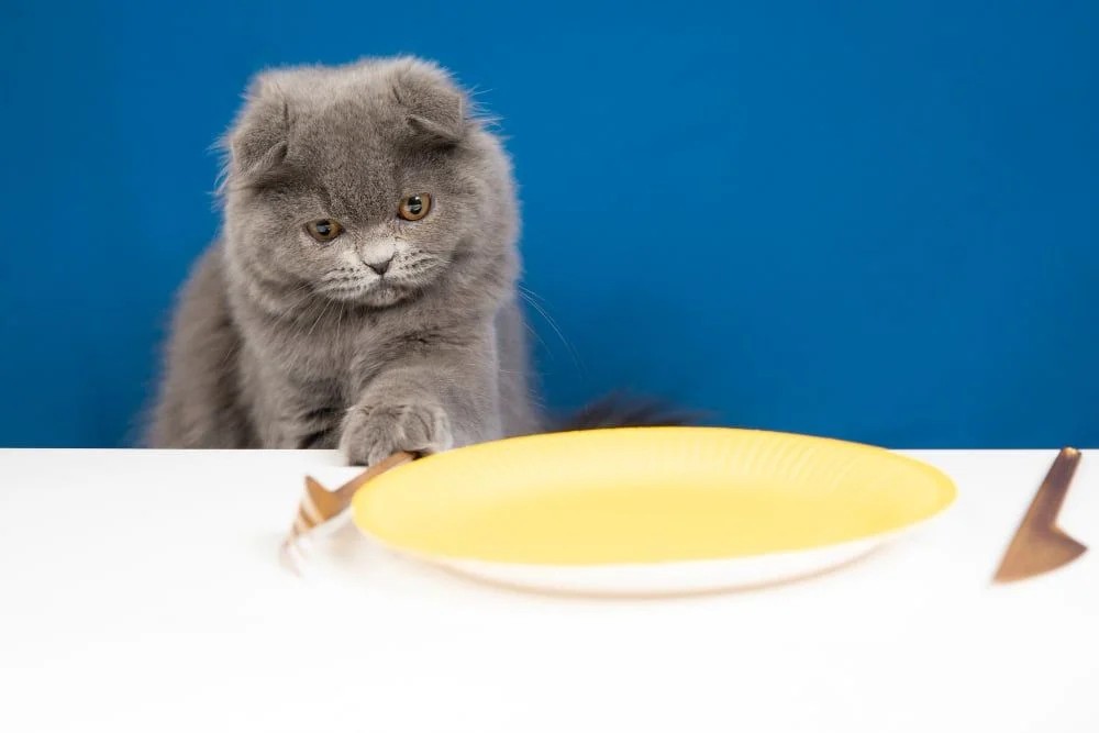 Yavru Kedi Bakımında Hangi Kuru Mama Tercih Edilmelidir?