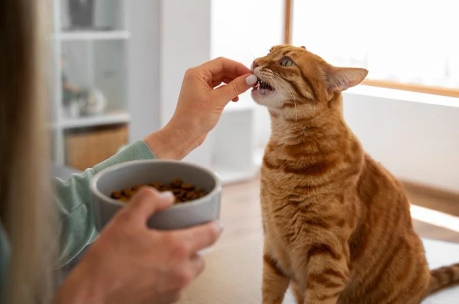 Hangi Kedi Maması Tüy Dökmez?