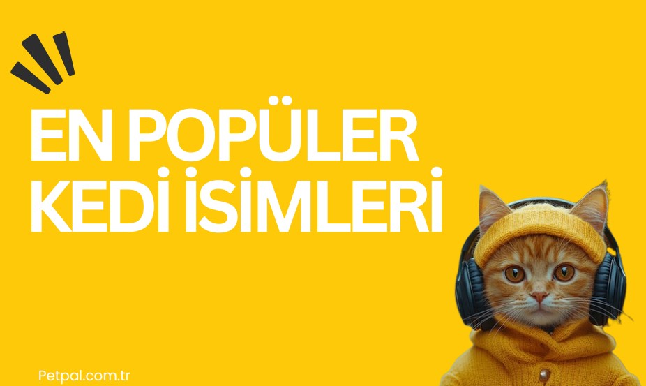 En Popüler Kedi İsimleri 2025