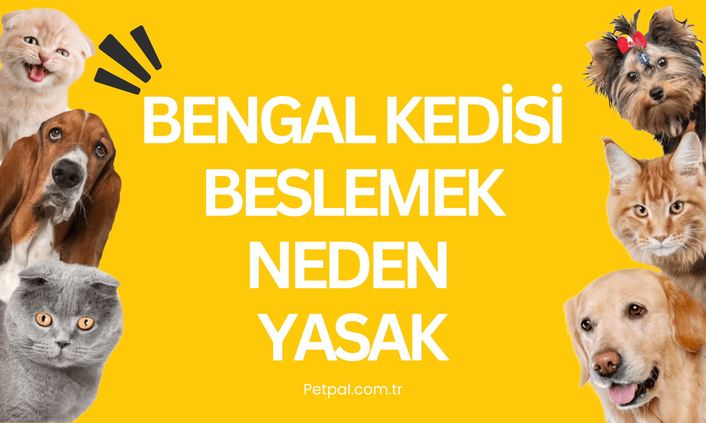 Bengal Kedisi Beslemek Neden Yasak? 