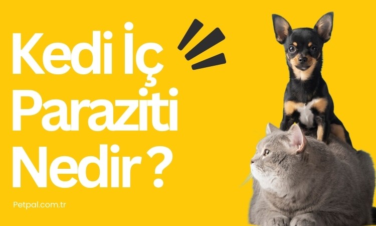 Kedi İç Paraziti Nedir?