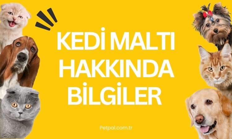 Kedi Maltı Hakkında Bilgiler 