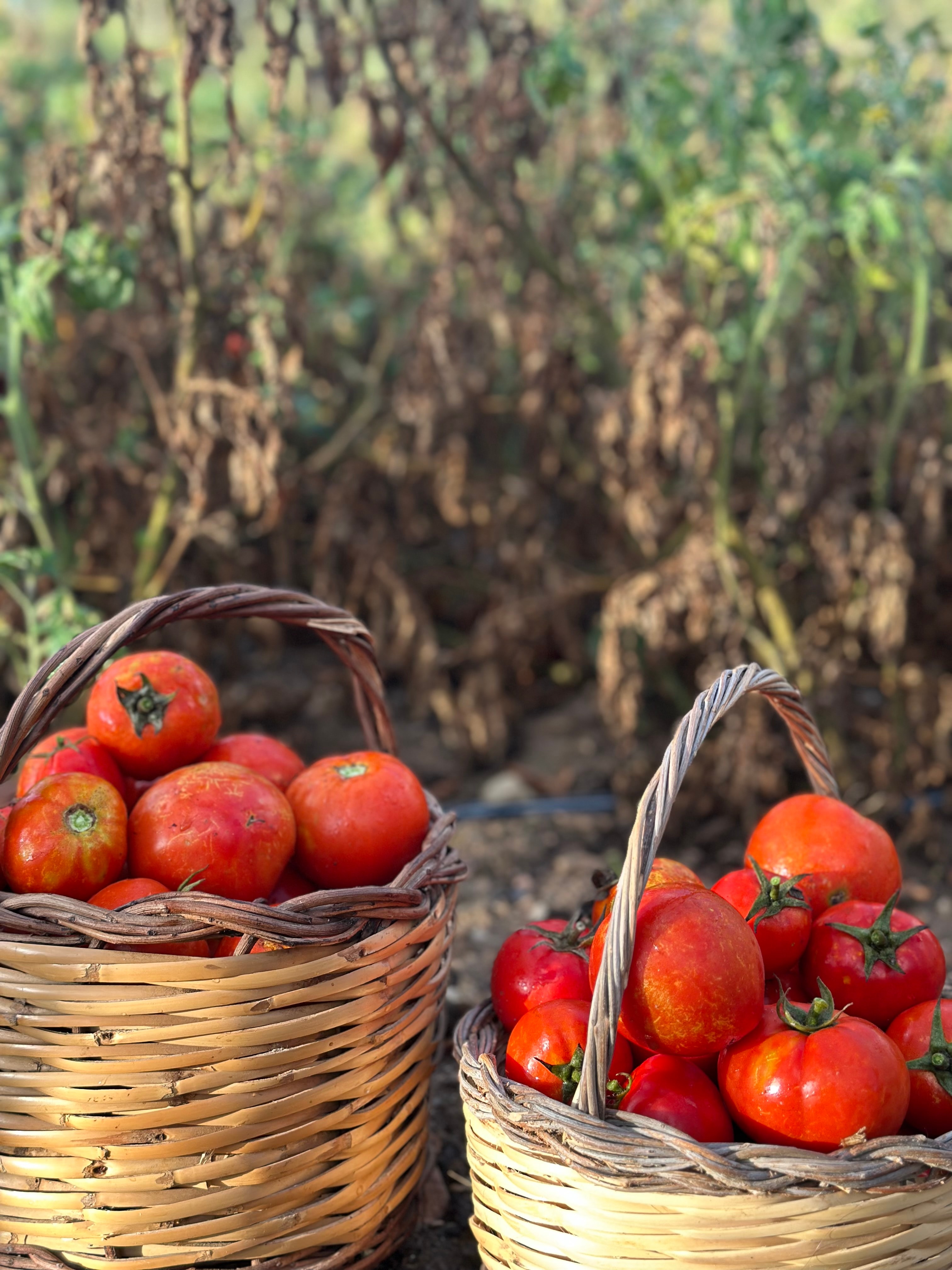 Datca Tarla Domatesi