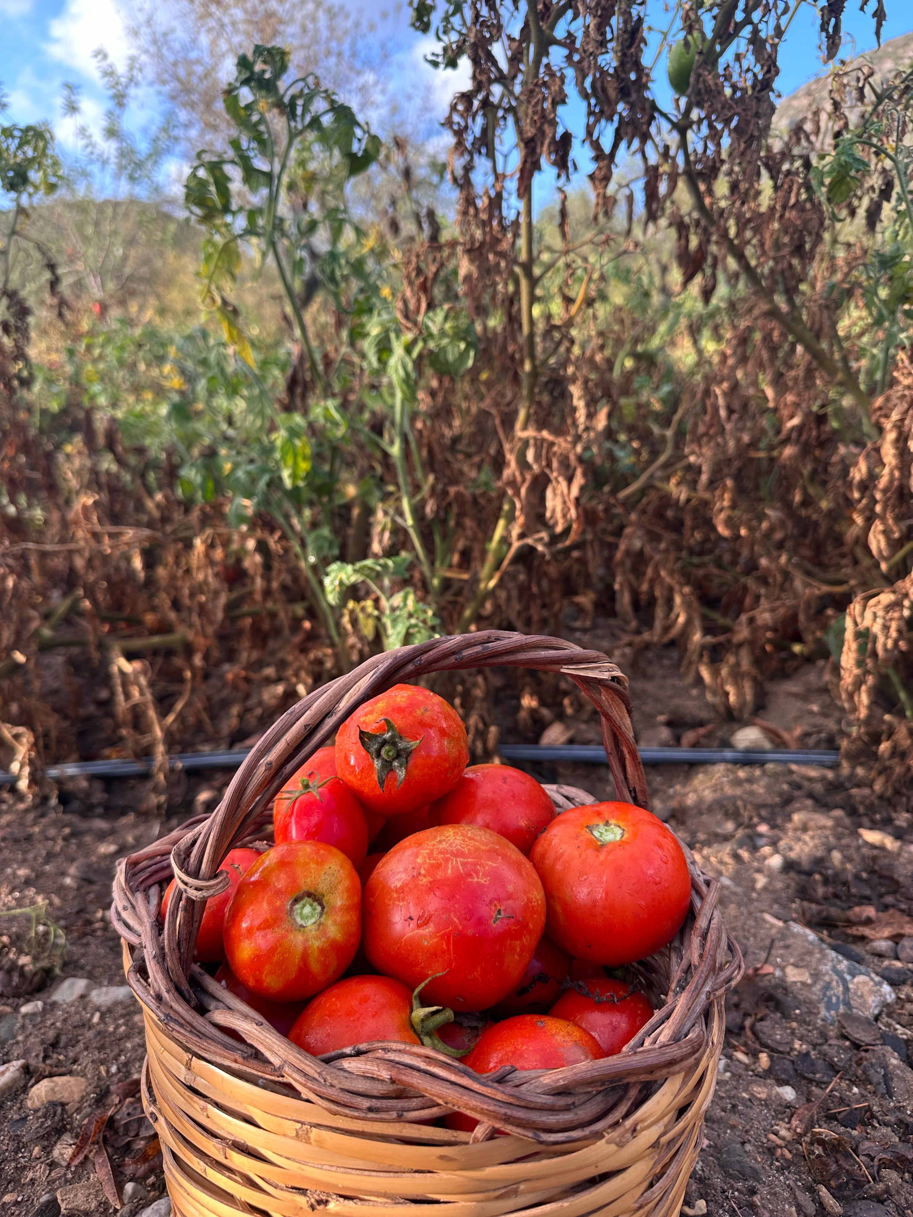 Datca Tarla Domatesi
