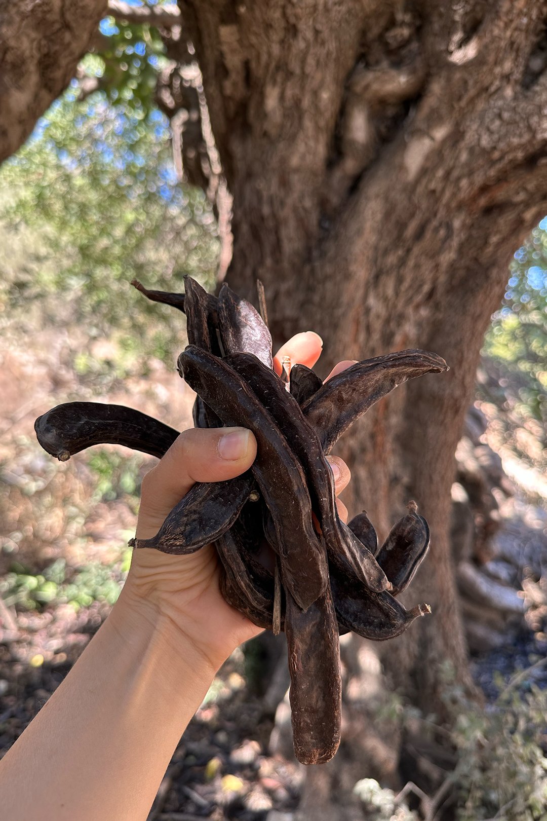 Keçiboynuzu 750 gr