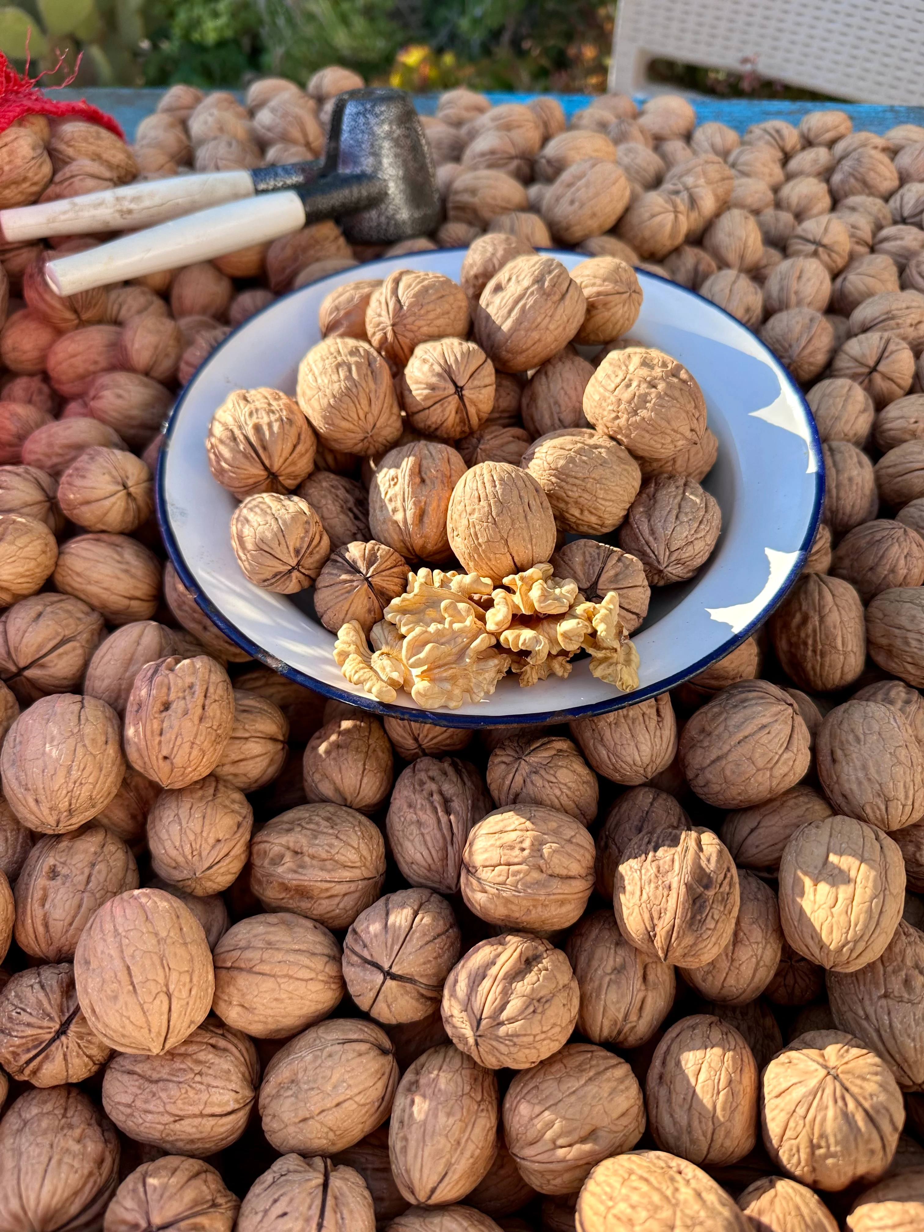 Yerli Ince Kabuklu Chandler Ceviz 