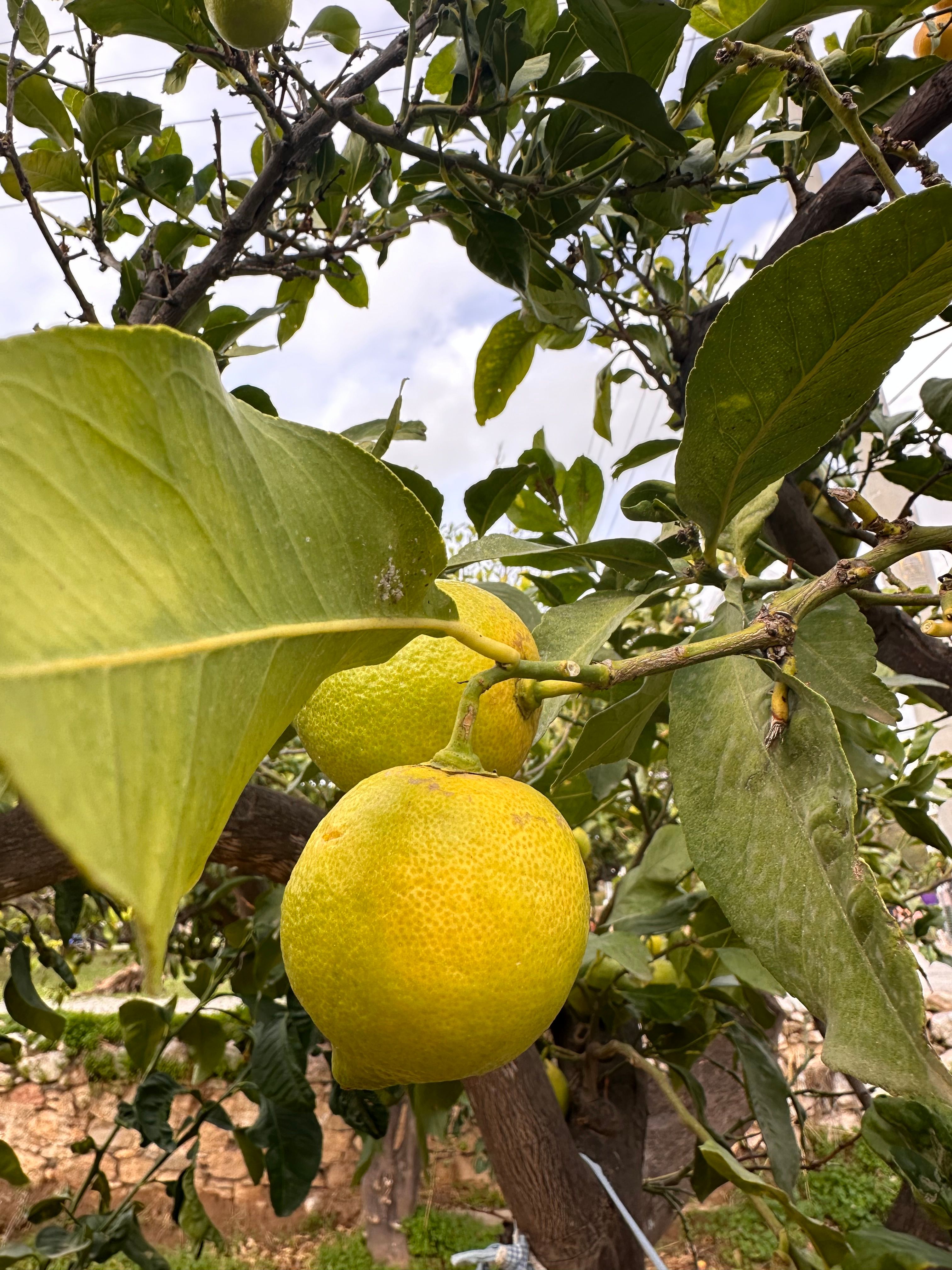 Limon