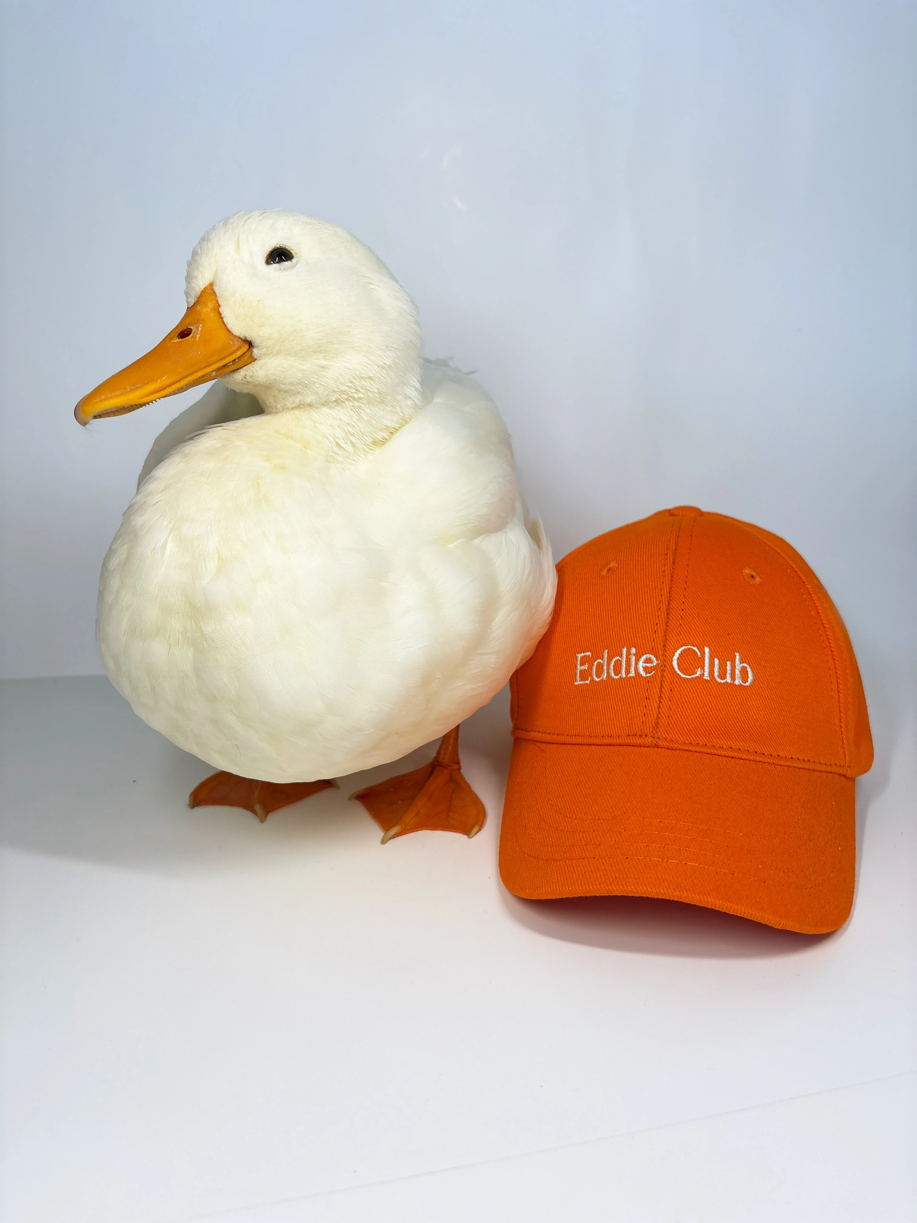 Eddie Club | Wing x Eddie