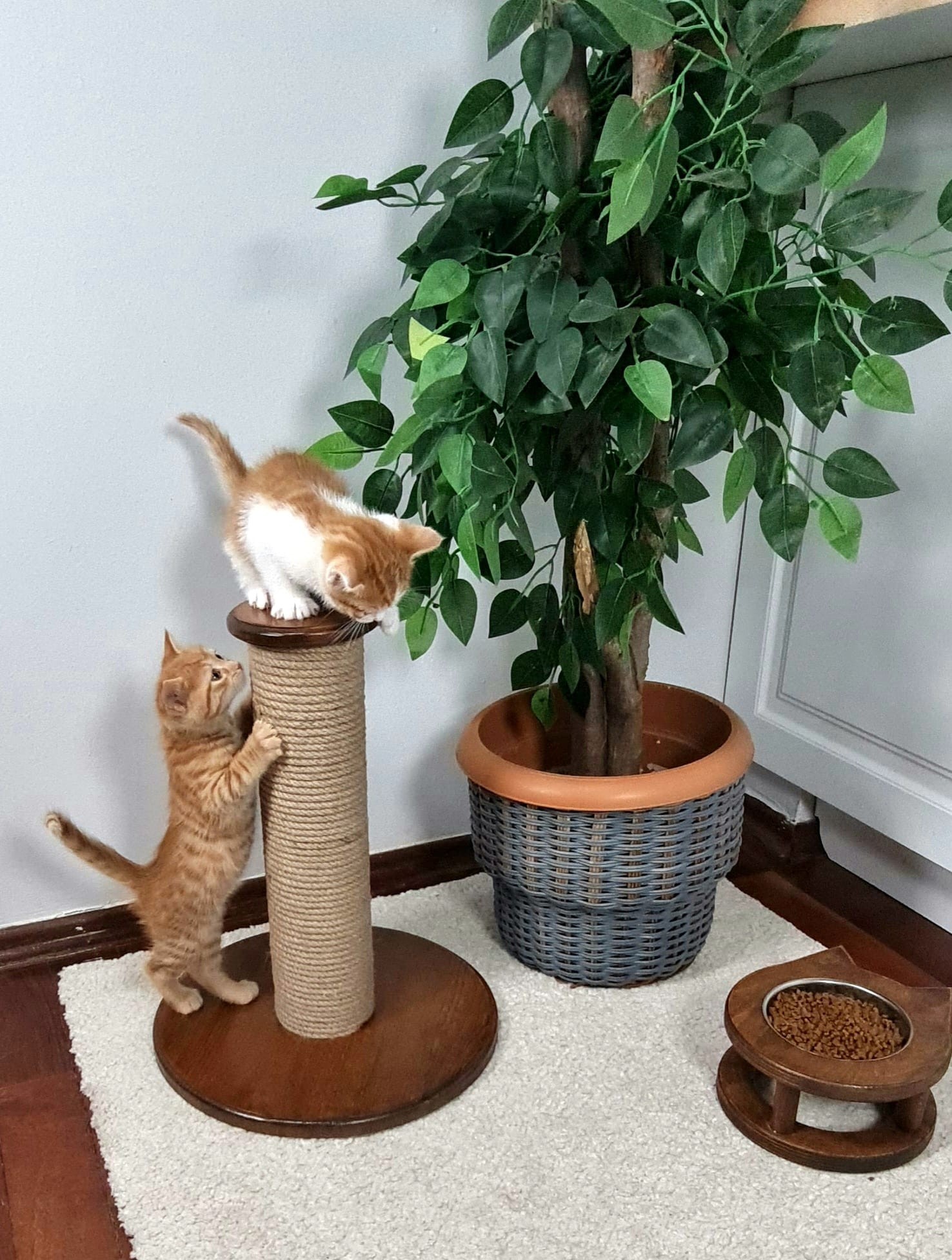 İkili Set Kahve - Ahşap Lüx Yavru Kedi Tırmalama Tahtası-Mama Su-Kabı Tekli