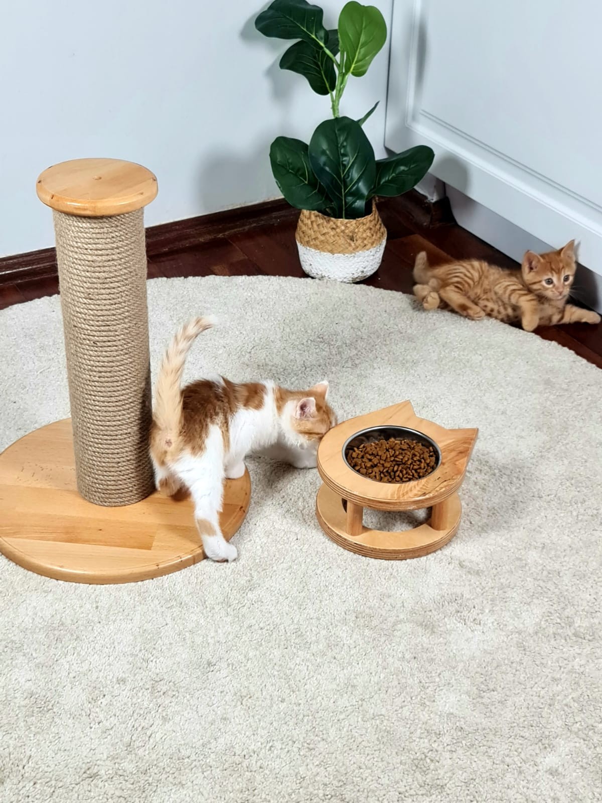 İkili Set Kahve - Ahşap Lüx  Yavru Kedi Tırmalama Tahtası-Tekli Mama Su-Kabı 