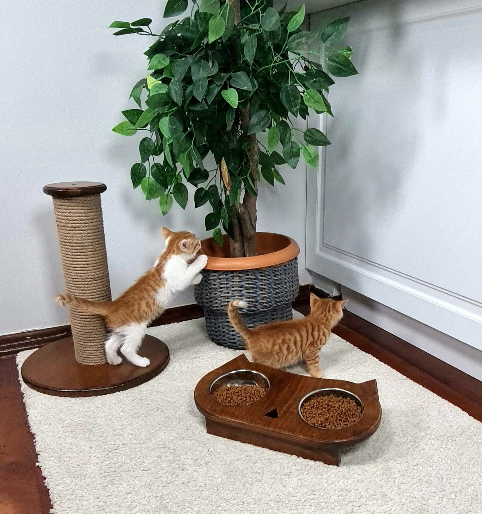 İkili Set Kahve - Ahşap Lüx  Yavru Kedi Tırmalama Tahtası-Mama Su-Kabı 