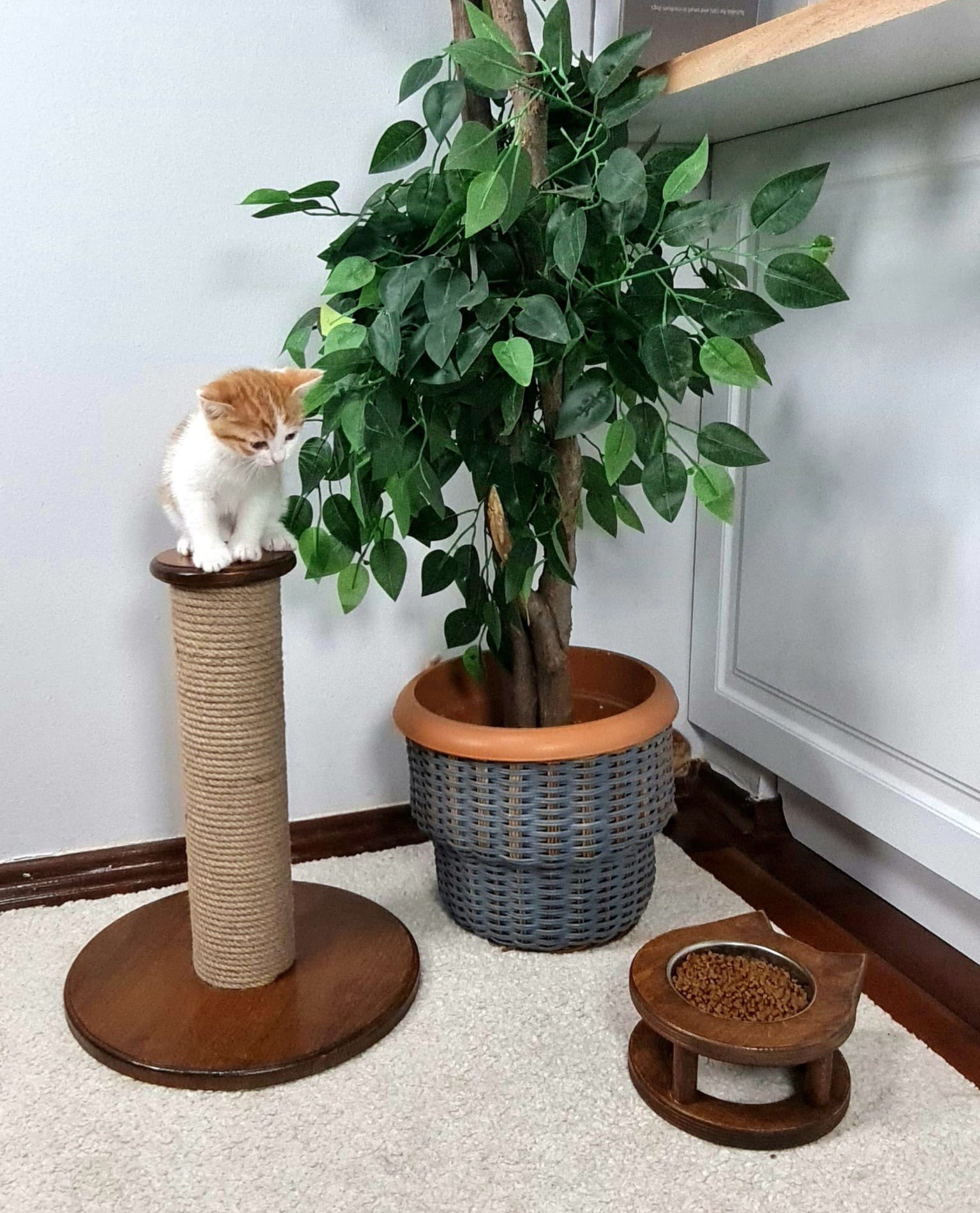 İkili Set Kahve - Ahşap Lüx Yavru Kedi Tırmalama Tahtası-Tekli Mama Su-Kabı